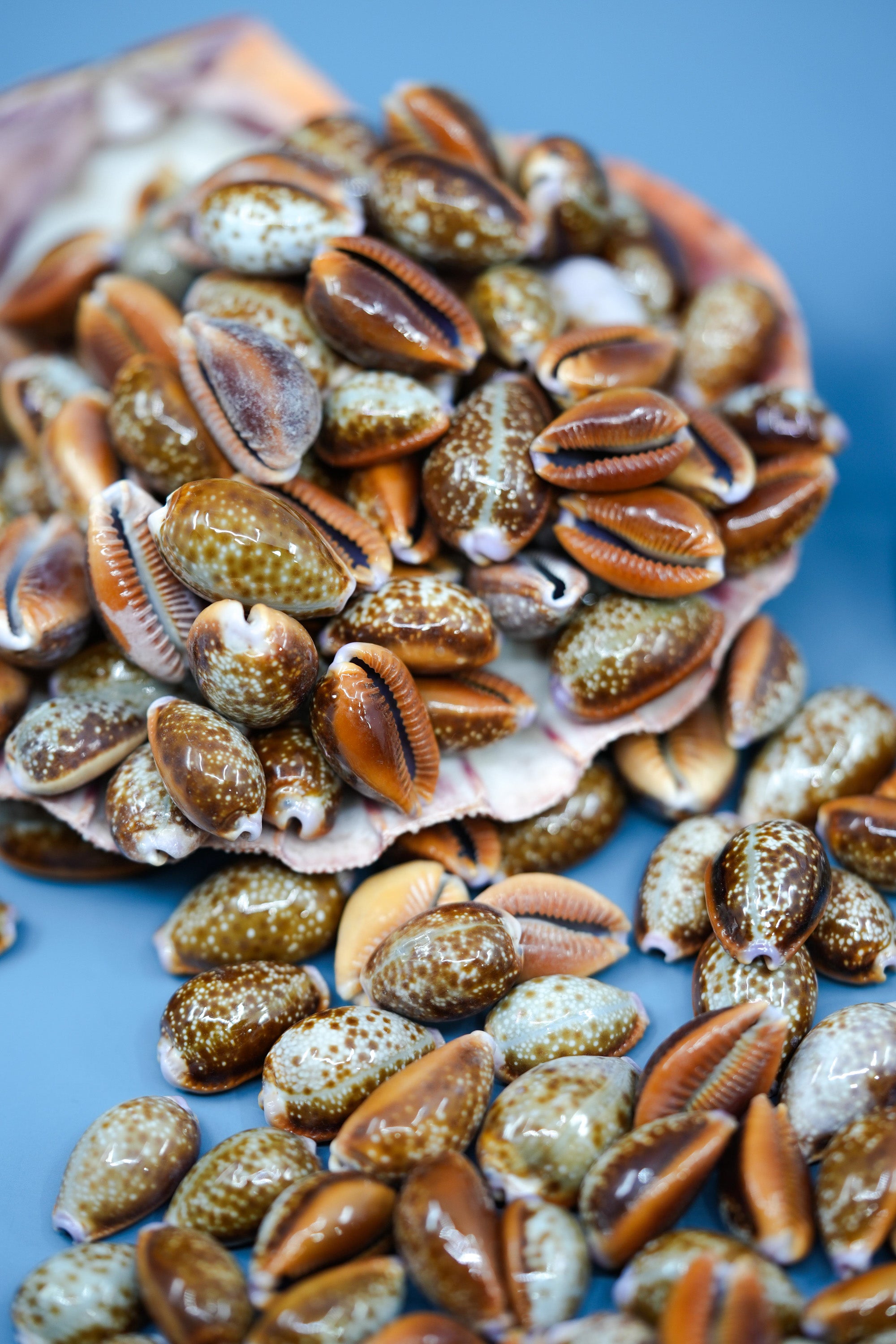Turkey Wing Shells, Zebra Ark Seashells, 10 pcs (half shell) – Nature Beads