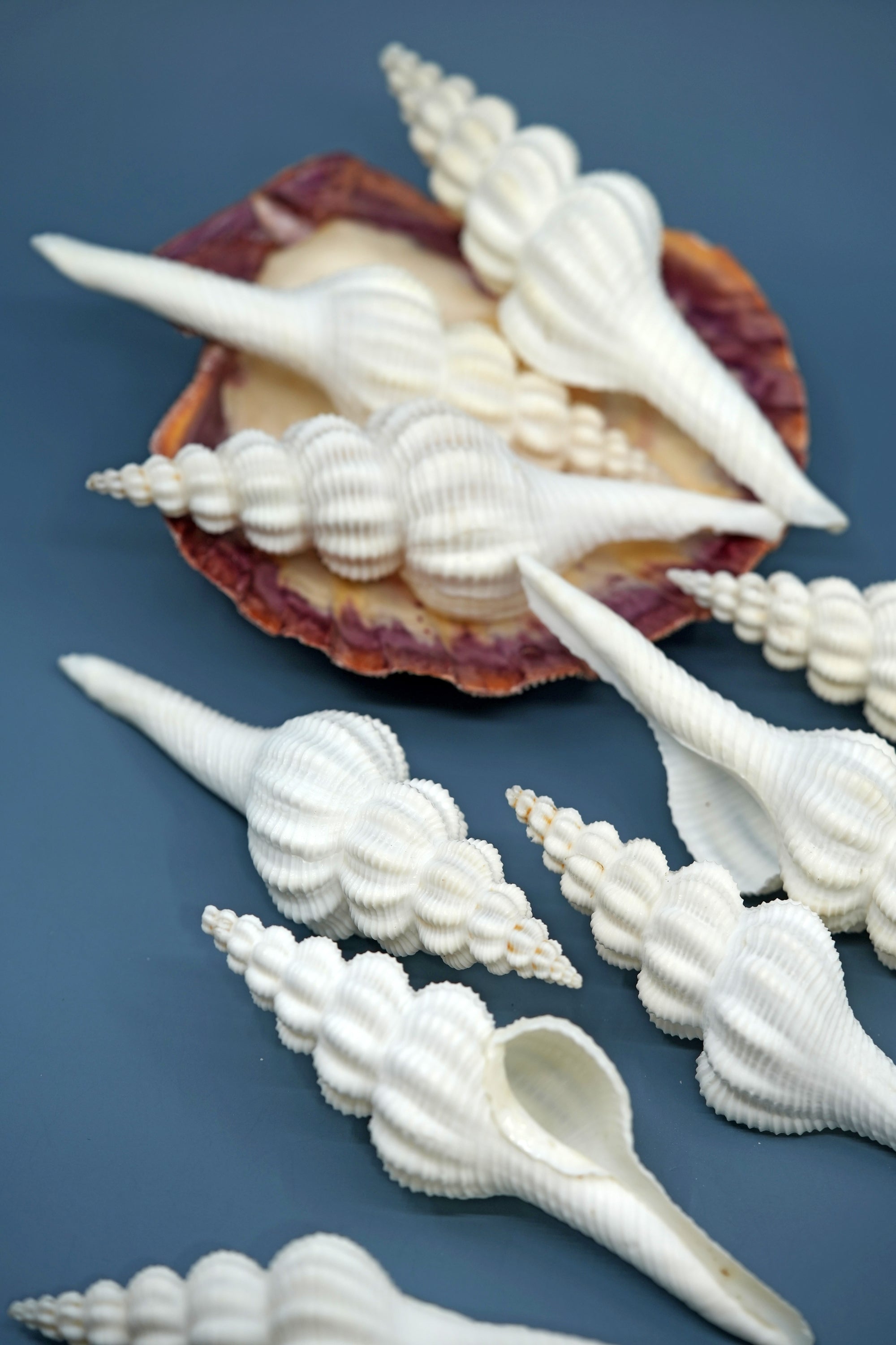 Sea shells for decoration STROMBUS AURISDIANAE