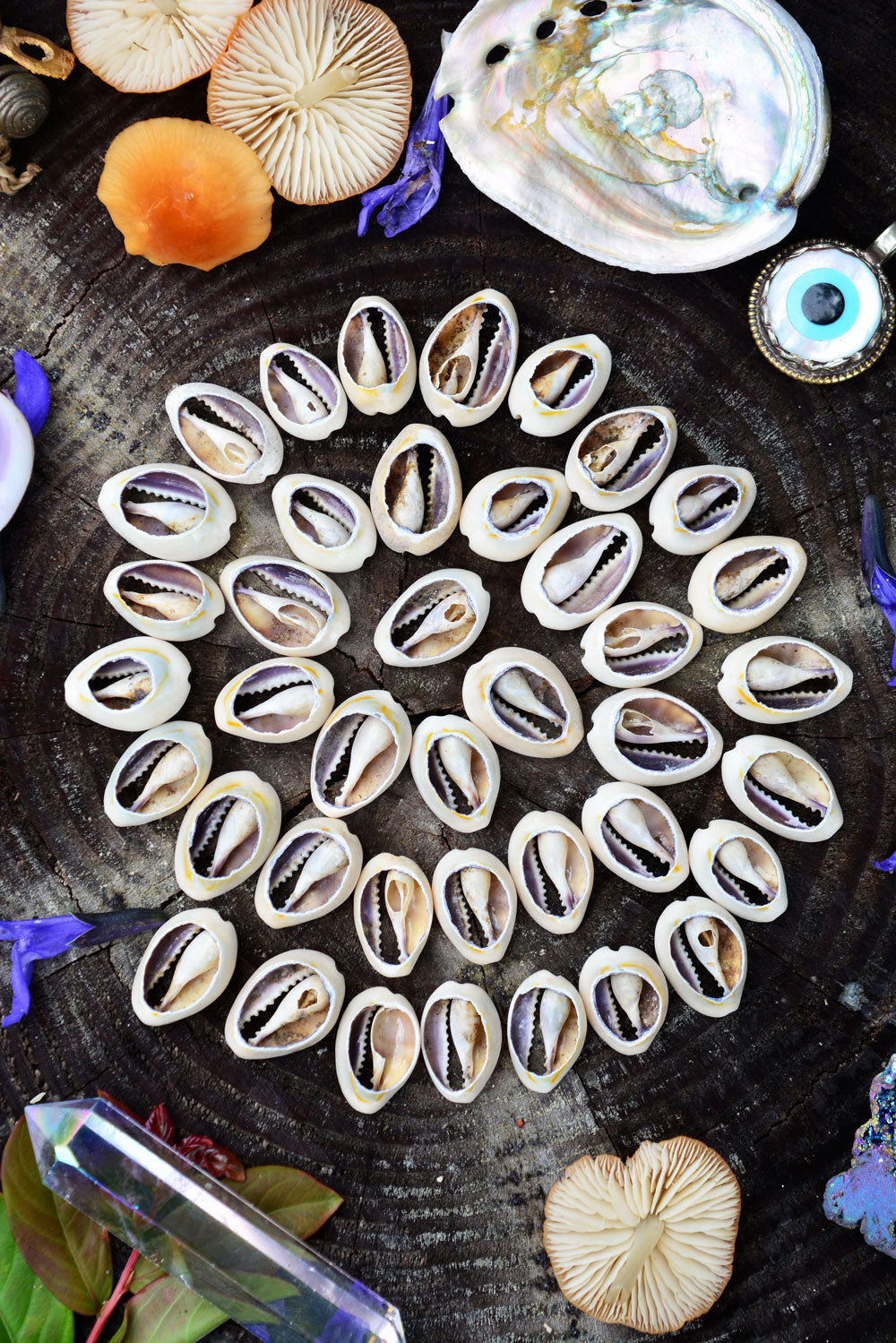 The Power of Cowrie Shells: An Overview of Their Meaning and Use
