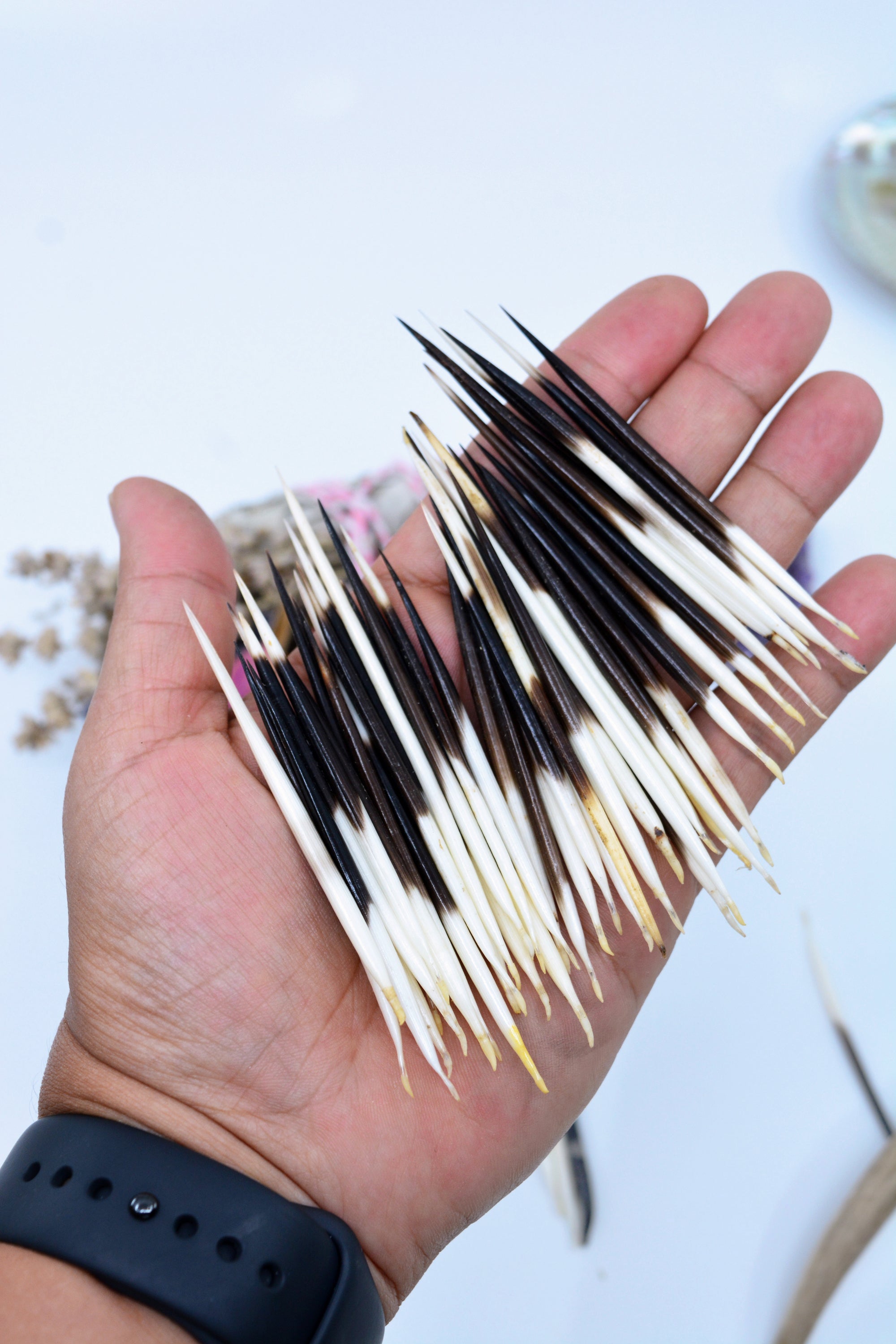 African Porcupine Quill – Ballyhoo Curiosity Shop