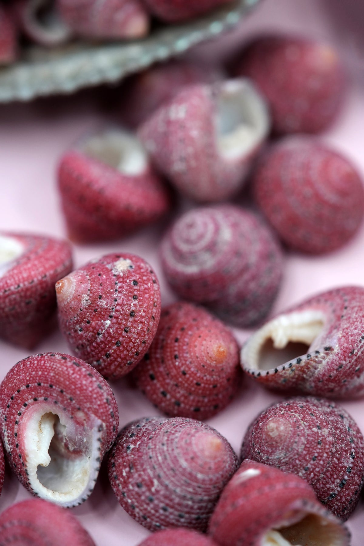 Strawberry Top Sea Shells, 5 pieces / RARE Natural Seashells – Nature Beads