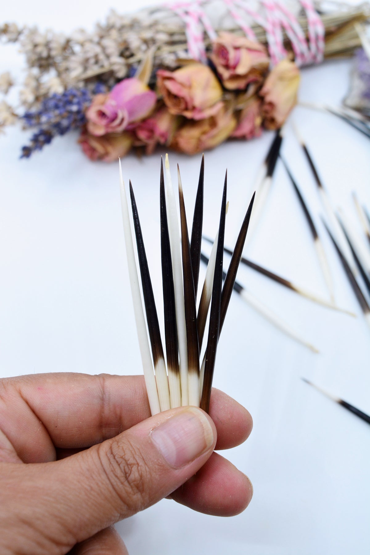 Porcupine Quill 46 African Porcupine Quills Needles Spines Craft & Decor  Crafts Nautical Beach DIY 