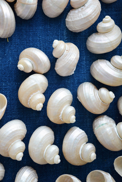 Turbo Pearl Seashell, 5 pieces / Pearl Spiral Shells, Beach Jewelry, Shells, Conchs, Natural Sea Shell, Nautical, Shell Pendants, Jewelry Supplies